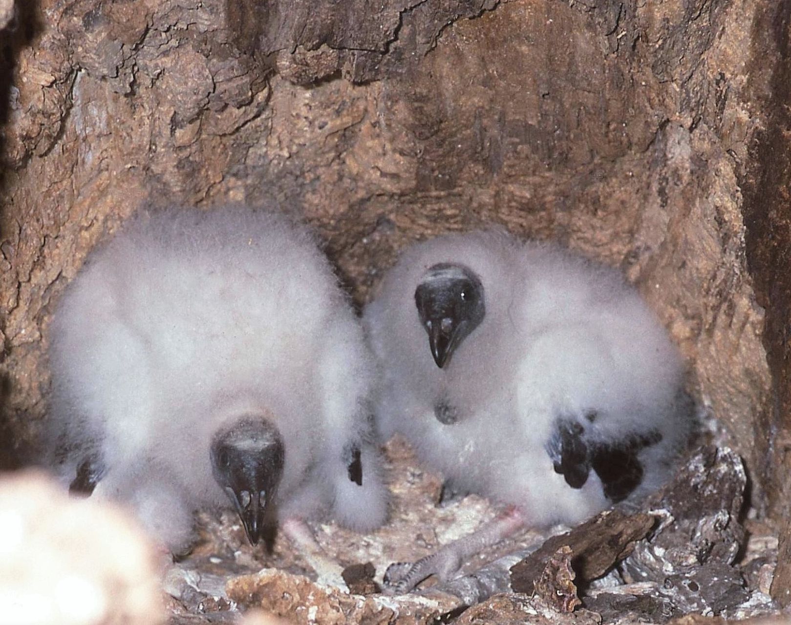Vulture chicks in sycamore cavity